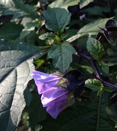 Zegekruid, een bijzondere plant met een goeie eigenschap