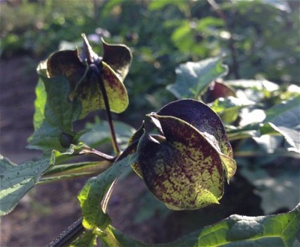 Zegekruid, een bijzondere plant met een goeie eigenschap - 2