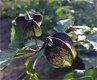 Zegekruid, een bijzondere plant met een goeie eigenschap - 2 - Thumbnail