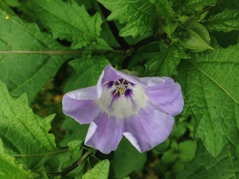 Zegekruid, een bijzondere plant met een goeie eigenschap - 3