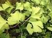 Ginkgo biloba - 1 - Thumbnail