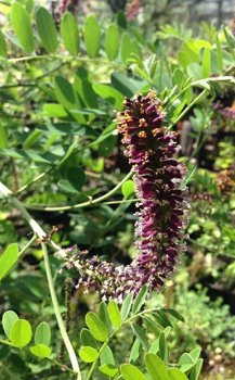 Amorpha fruticosa - 1