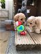 - Speelse maltipoo-puppy's voor nieuwe huizen - 1 - Thumbnail