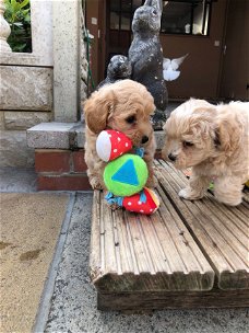 - Speelse maltipoo-puppy's voor nieuwe huizen