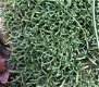 Selaginella sanguinolenta - 1 - Thumbnail