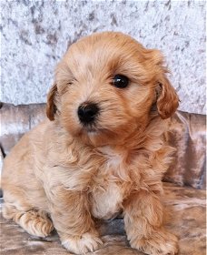 maltipoo-puppy's voor nieuwe huizen