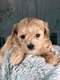 Mooie maltipoo-puppy's rood voor de markt - 1 - Thumbnail