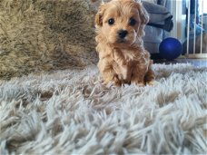 Schattige maltipoo-puppy's rood voor de markt