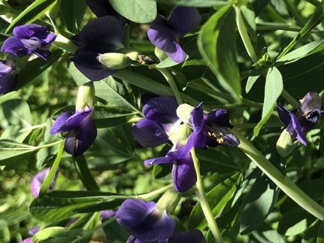 Baptisia australis - 1