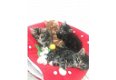 Premium Siberian Kittens Gccf Champion Lines - 1 - Thumbnail
