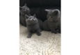 Blauwe Britse kortharige kittens / katten beschikbaar - 1 - Thumbnail