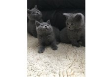 Blauwe Britse kortharige kittens / katten beschikbaar