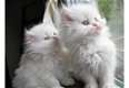 Leuke Perzische kittens momenteel beschikbaar - 1 - Thumbnail