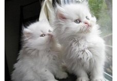 Leuke Perzische kittens momenteel beschikbaar