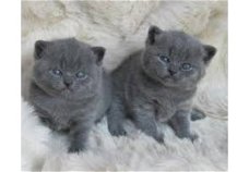 Leuk uitziende mannelijke en vrouwelijke Britse kort haar Kittens