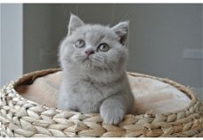 Prachtige Britse korthaar blauwe kittens