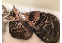 Bengaalse kittens voor jou - 1