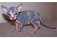 Mooie Sphynx Kittens - 1 - Thumbnail