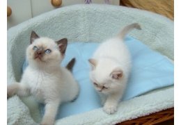 Ragdoll kittens voor adoptie - 1