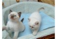 Ragdoll kittens voor adoptie - 1 - Thumbnail