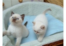 Ragdoll kittens voor adoptie