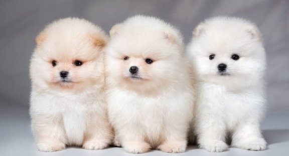 Lovely Pomeranian pups te koop - 1