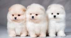 Lovely Pomeranian pups te koop