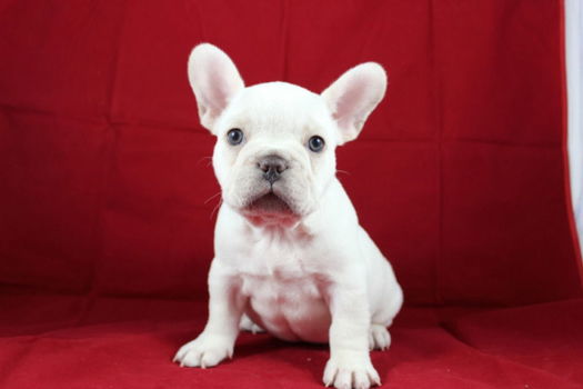 Hoogwaardige Franse Bulldog Puppy voor gratis adoptie!!! - 1