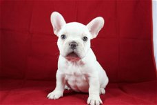 Hoogwaardige Franse Bulldog Puppy voor gratis adoptie!!!