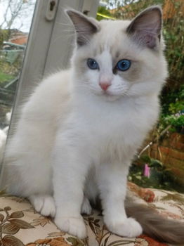 Met de hand opgevoed Ragdoll Kittens - 1