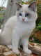 Met de hand opgevoed Ragdoll Kittens - 1 - Thumbnail