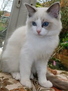 Met de hand opgevoed Ragdoll Kittens