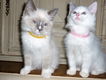 Met de hand opgevoed Ragdoll Kittens - 2 - Thumbnail