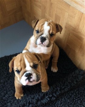 Mooi en gezond Engels Bulldog pups beschikbaar - 1