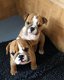 Mooi en gezond Engels Bulldog pups beschikbaar - 1 - Thumbnail