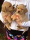 Rasechte Labrador Puppies Beschikbaar - 1 - Thumbnail