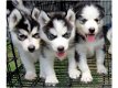 Twee Mooie Siberische Husky pups - 1 - Thumbnail