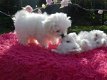 Twee koffiekopje Maltese Puppies. - 1 - Thumbnail