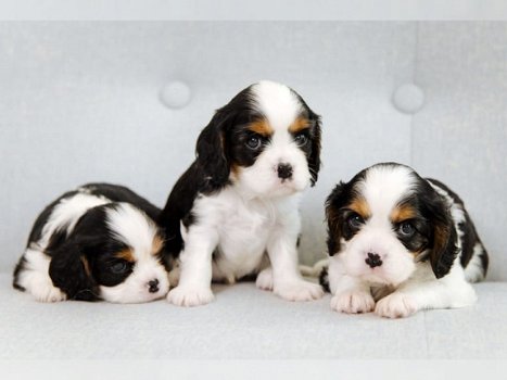 Cavalier King Charles-puppy's. - 1