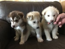 Mooie Siberische Husky pups voor adoptie