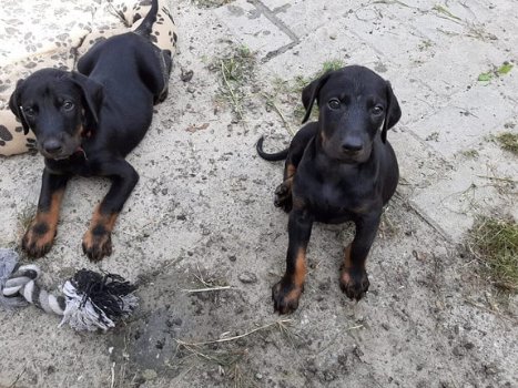 Mooie Doberman Puppies - 1