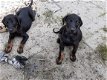 Mooie Doberman Puppies - 1 - Thumbnail