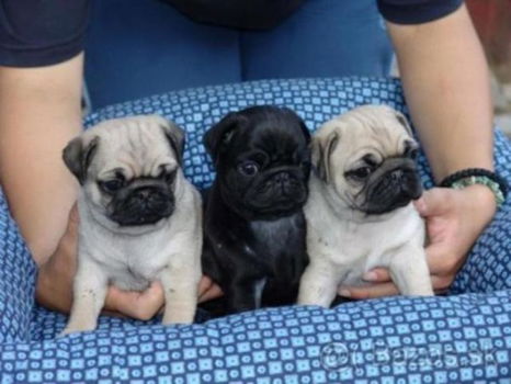 Mooie Mops Puppies - 1