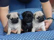 Mooie Mops Puppies - 1 - Thumbnail