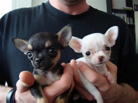 Twee Mooie Chihuahua Puppies - 1