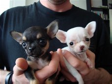 Twee Mooie Chihuahua Puppies