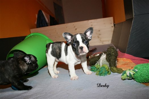 Prachtige Franse Bulldog Puppy - 1