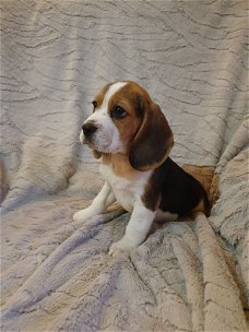 Mooie en gezonde Beagle pups beschikbaar