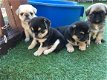 Registreerde Pugs Puppies - 1 - Thumbnail