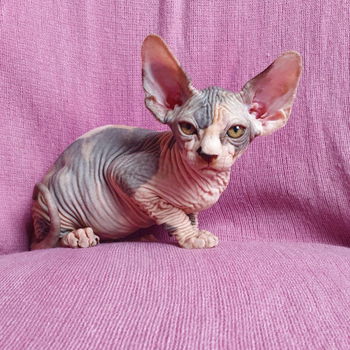 twee nestjes van Sphynx kittens - 1